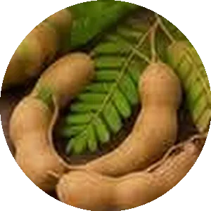 Tamarind